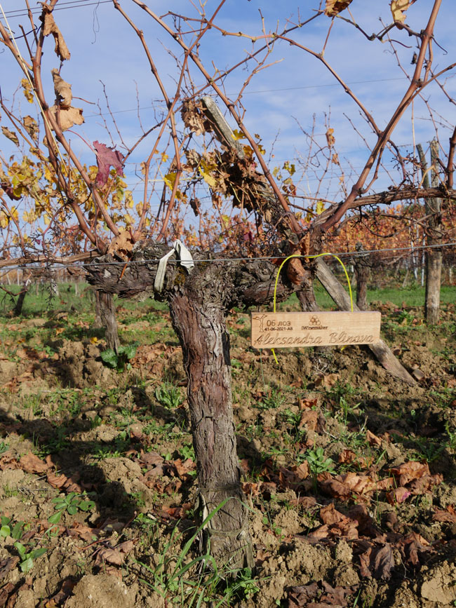 Виноградник на урожай